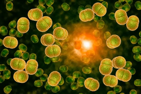 3d microscope close meningitis bacteria known 600nw 345902996 1