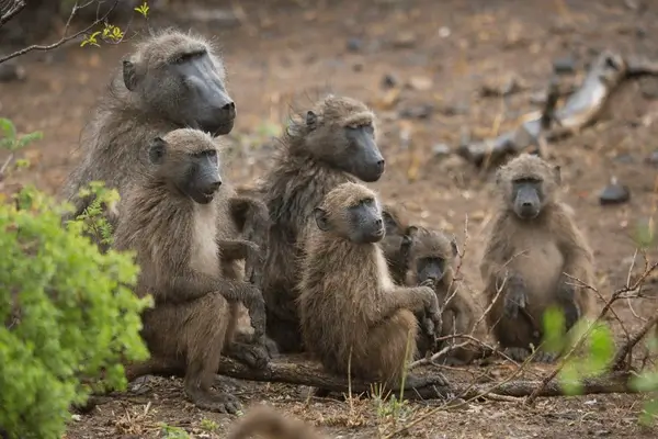 family chacma baboons sitting relaxed together 600nw 767401306