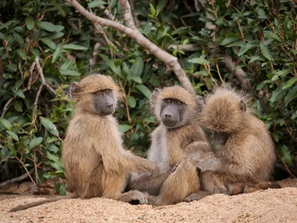 three young chacma baboon cape papio 600nw 1630427314