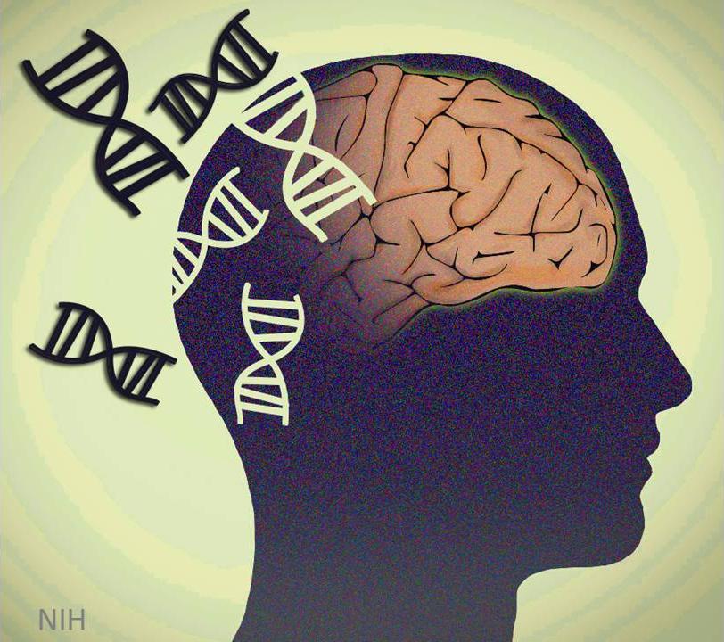 Mind–Brain–Gene Communication